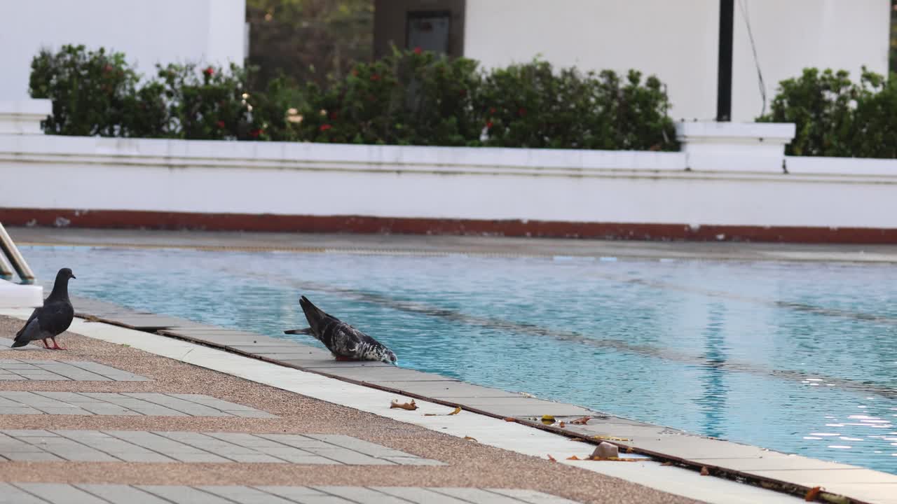수영장 에서 고 날아다니는 비둘기