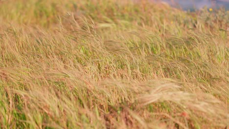hierba seca que sopla en el viento