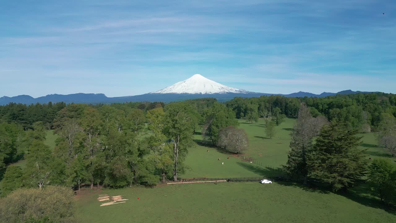 Forward drone flyover of cows grazing in a green pasture with snow-capped Villarrica Volcano on the horizon under clear blue skies