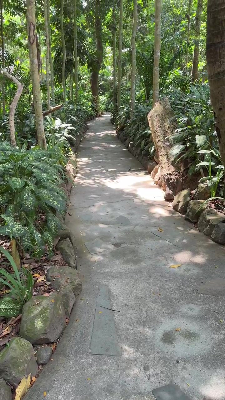 Stone Pathway Through Lush Tropical Garden