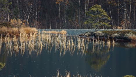 withered blades of grass in the still water of the shallow dark pond