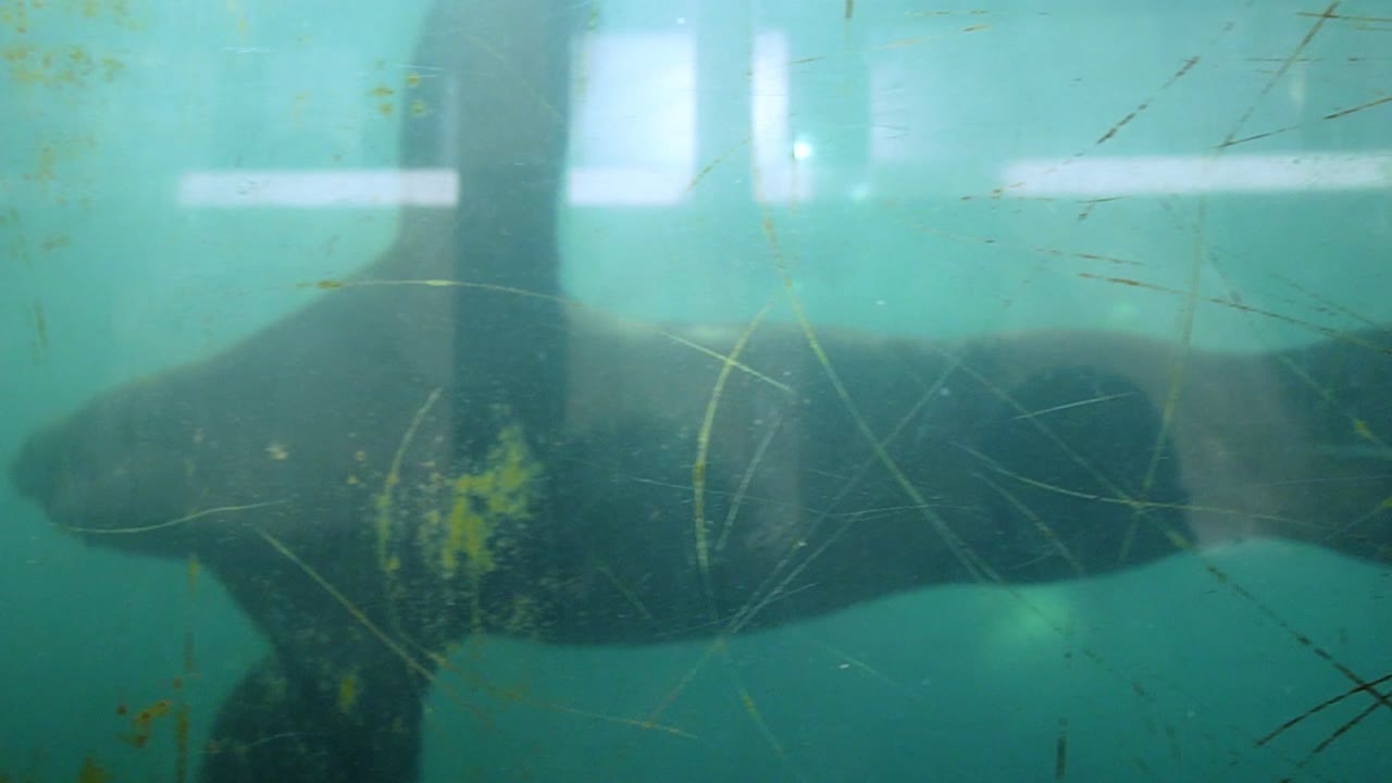 gran foca nadando bajo el agua frente al vidrio de seguridad en el zoológico del acuario