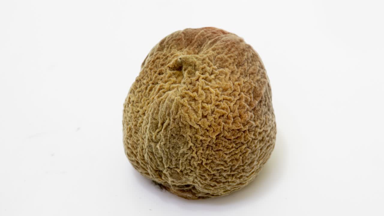 색 배경에서 복아가 부패하는 시간, 부패와 부패의 과정, 촬영 기간 10 일, 시간 역전, 비디오 루프