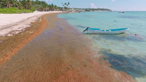 brown algae washed up on tropical white sand beach resort, low drone forward