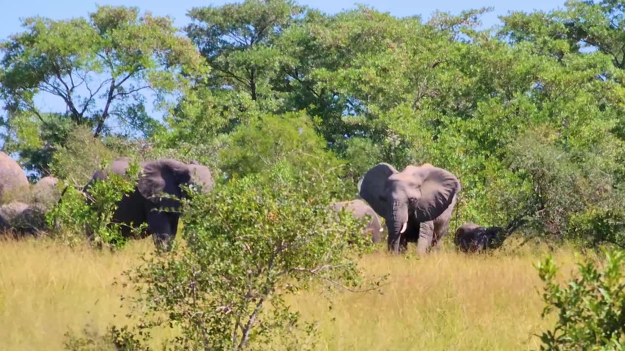 사바나 에 있는 아프리카 코끼리 들