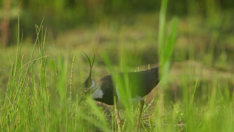 Distinctive-crested-wader-Northern-Lapwing-forages-in-grasses,-telephoto-closeup