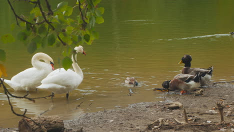 swans and ducks by the lake