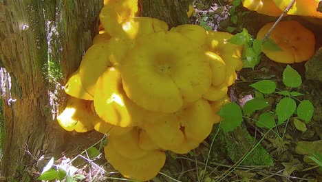 gran grupo de hongos jack-o-lateran venenosos que crecen en un árbol muerto en un bosque sombreado en el centro de illinois
