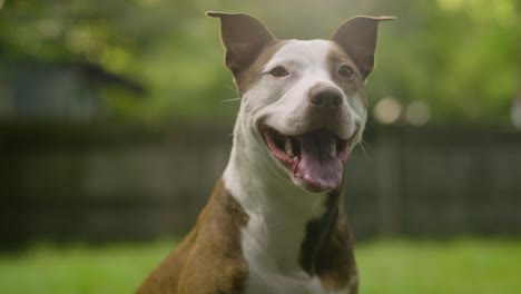 pitbull terrier marrón y blanco cinematográfico sonriendo y jadeando de cerca 4k