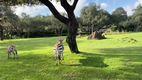 Zebras in safari drive by