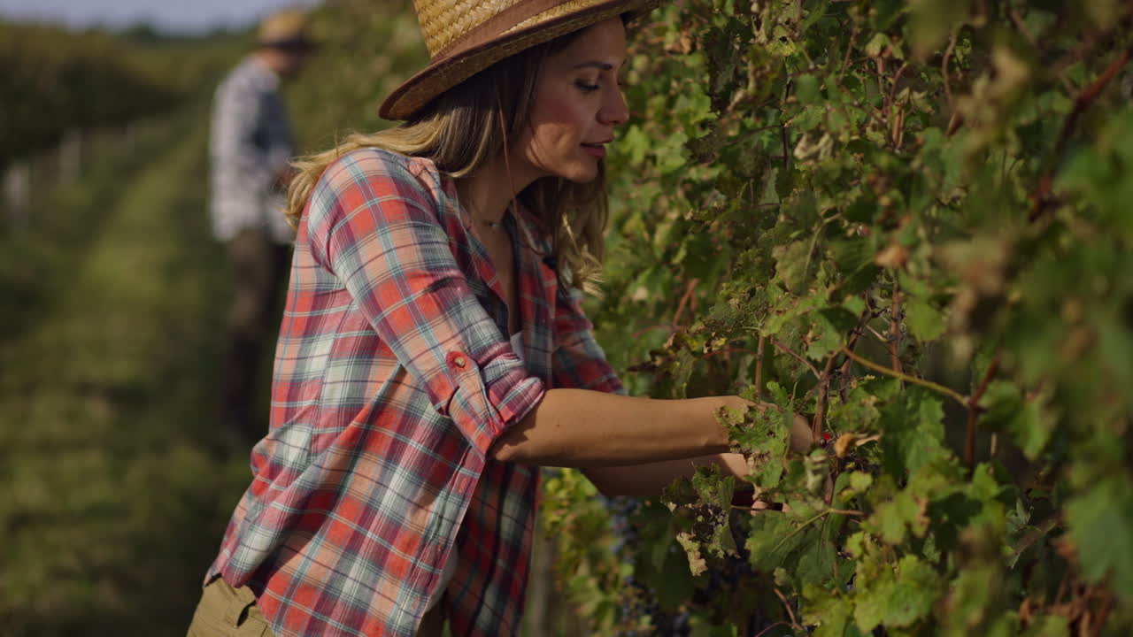 Harvesting Grapes in the Vineyard
