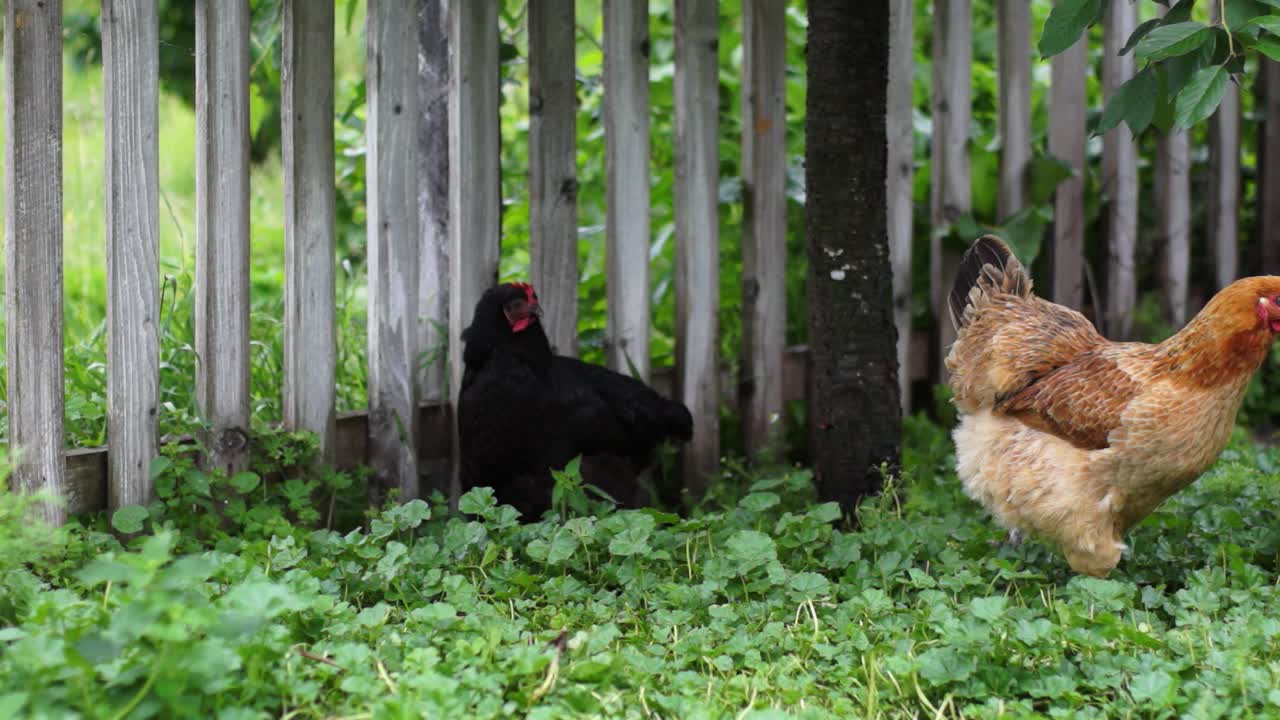 pollos en libertad al aire libre en verano