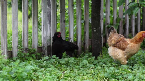 Free-range-chickens-outside-in-summertime