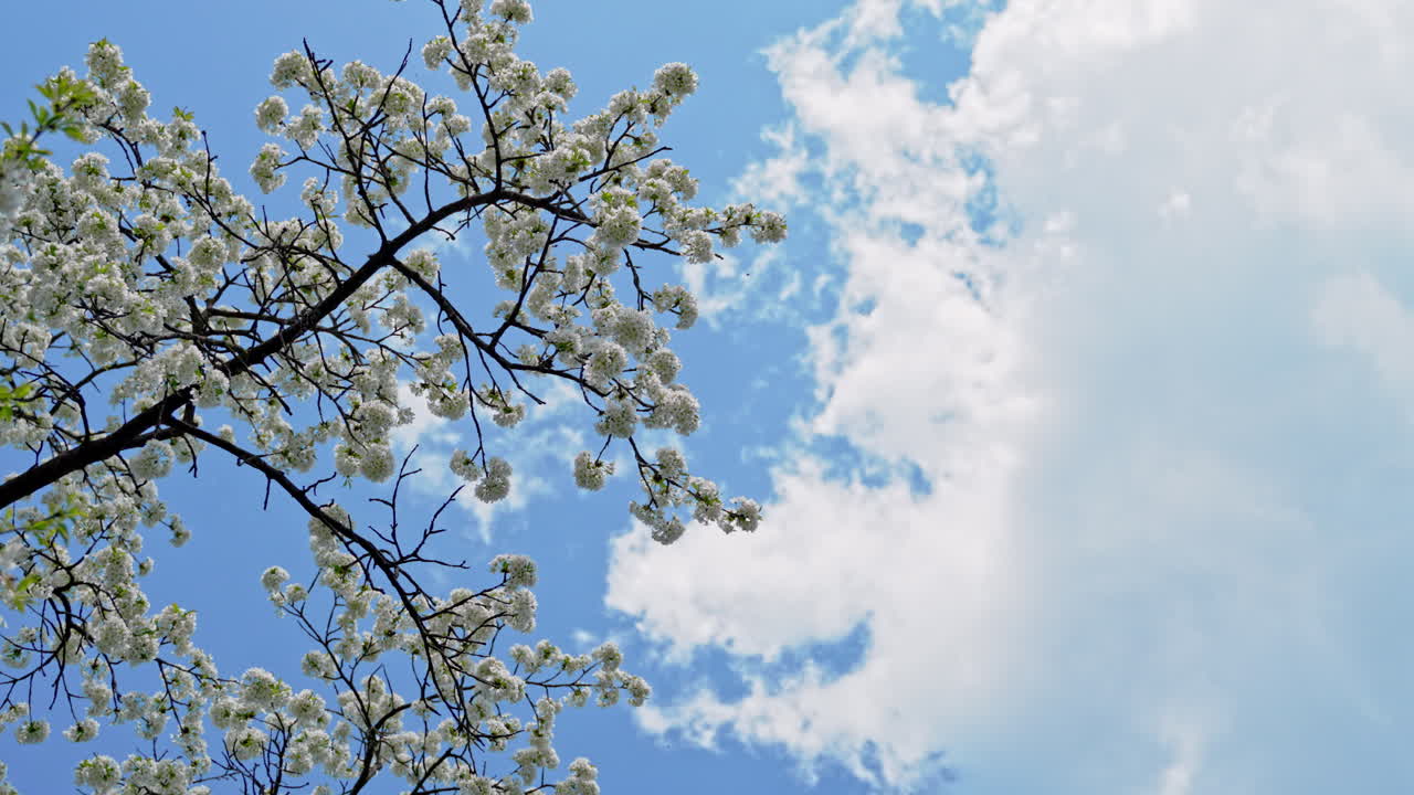Cherry branches with many small white flowers on a background of blue sky with clouds. Nature in spring.