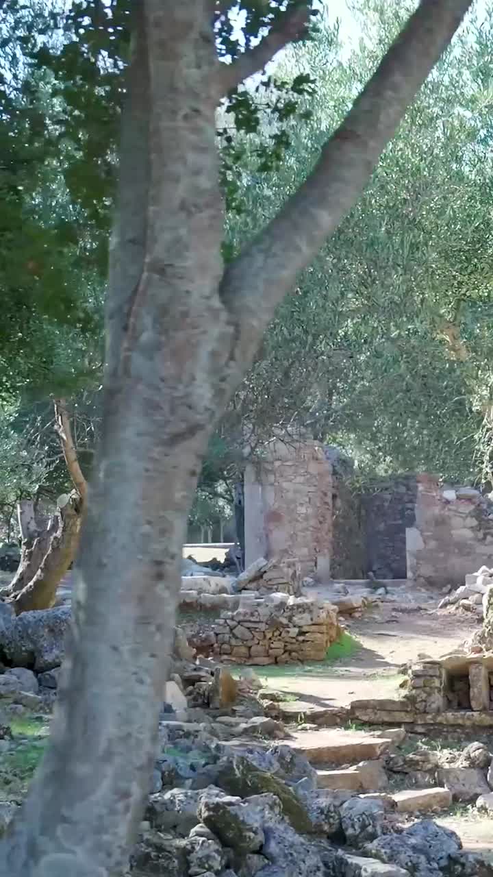 ruinas de antiguos olivos