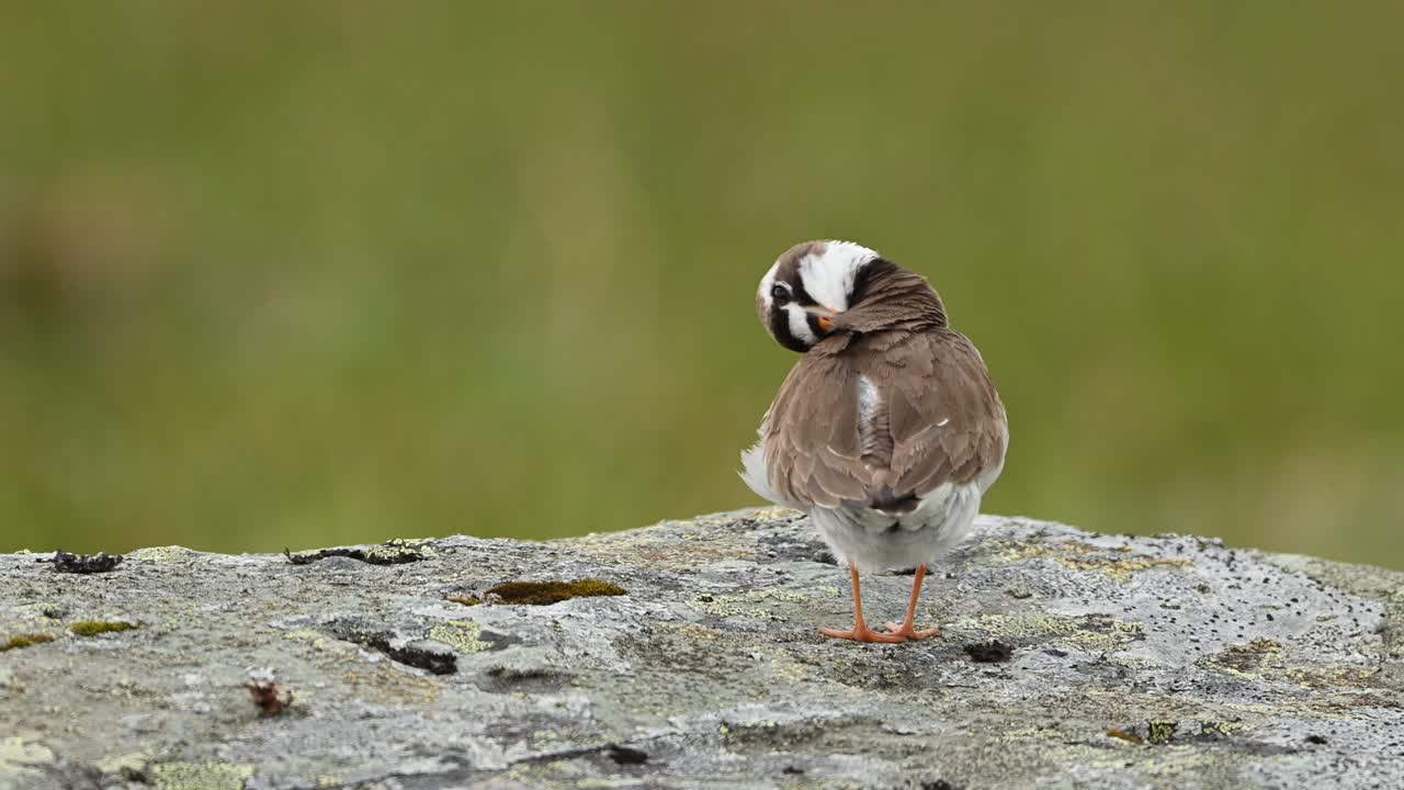 Common Ringed Plover stands on rock in Norway, preening feathers observing landscape.