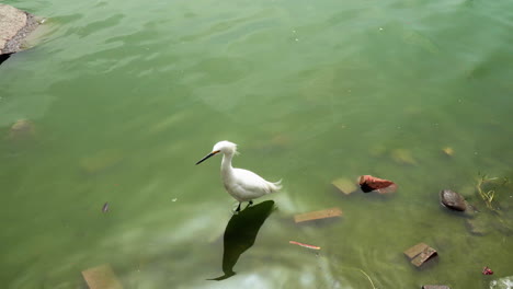 Tiro-De-ángulo-Alto-Sobre-Una-Garza-Blanca-Que-Busca-Pescar-Comer-En-Una-Laguna-En-Un-Día-Soleado-Cerca-De-La-Molina,-Lima,-Perú