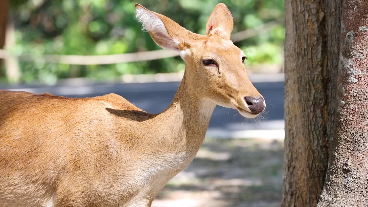 동물원 에서 서서 주변 을 관찰 하는 개미