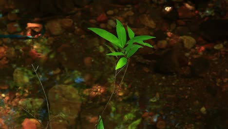 Mulgrave-satinash,-specimen,-Needle-Berry,-Syzygium-xerampelinum,-Rhaphidophora-australasica,-very-rare,-rainforest-plant,-in-river-stream,-shimmering-light-in-mangrove-jungle,-rainforest,-cinematic
