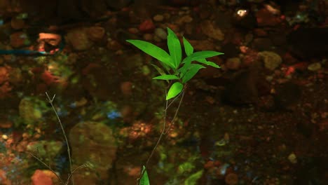 mulgrave satinash, specimen, needle berry, syzygium xerampelinum, rhaphidophora australasica, very rare, rainforest plant, in river stream, shimmering light in mangrove jungle, rainforest, cinematic