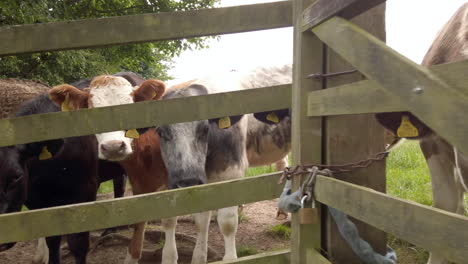 Slow-Motion-Dolly-Shot-of-a-Dairy-Cow-Peering-Through-Wooden-Fence,-Moving-In-to-an-Extreme-Close-Up-with-a-Wink-at-the-End