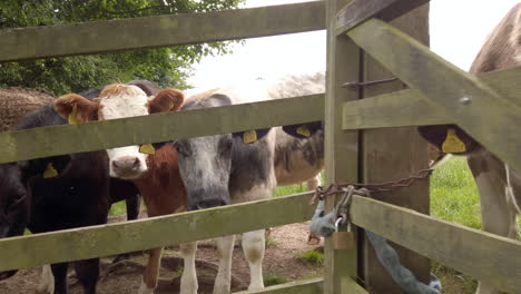 toma en cámara lenta de una vaca lechera mirando a través de una valla de madera, acercándose al extremo con un guiño al final