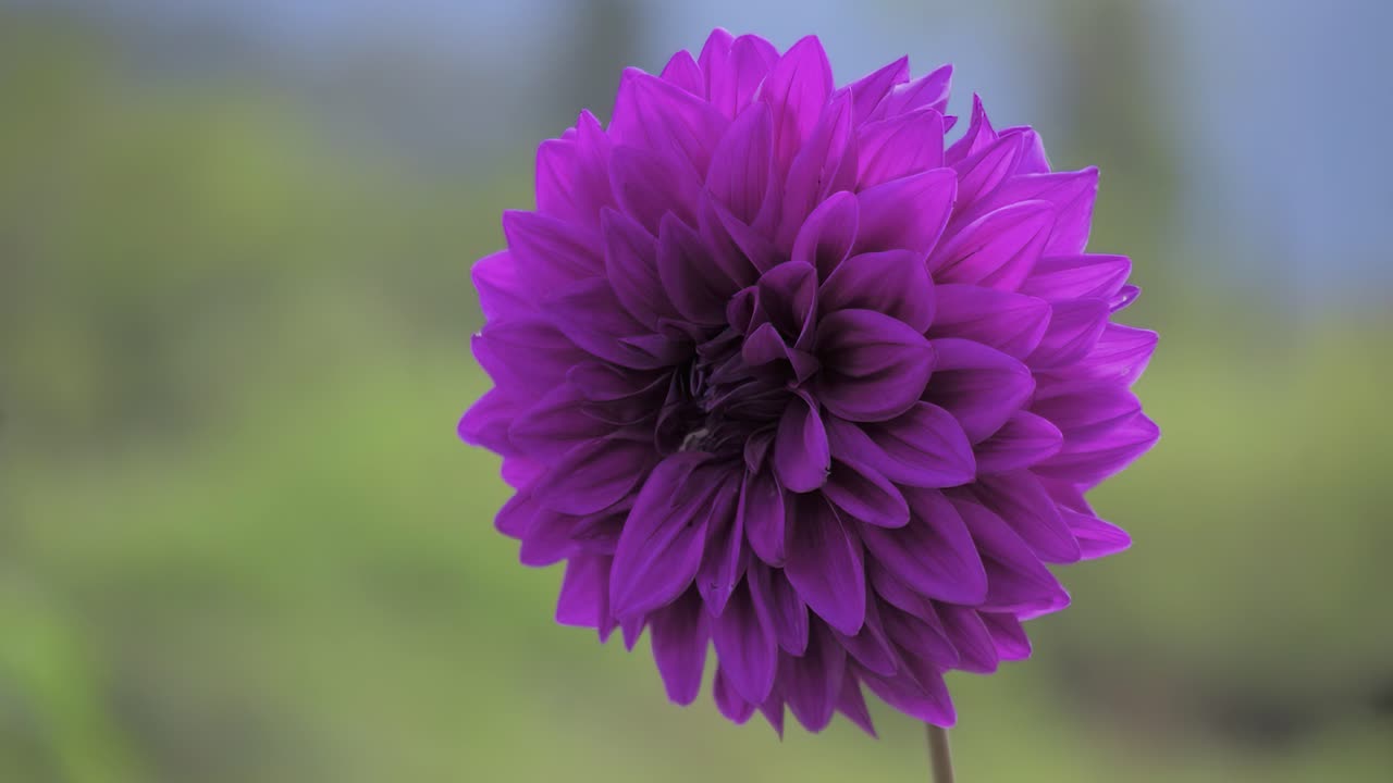 hermosa flor morada cerrar gran flor morada