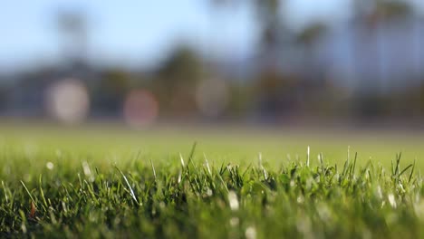 mowed lawn grass blades close up with cars driving in background, shallow focus