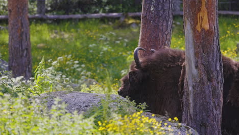 European-bison-in-a-beautiful-flowery-field-among-the-trees,-in-swedish-lands