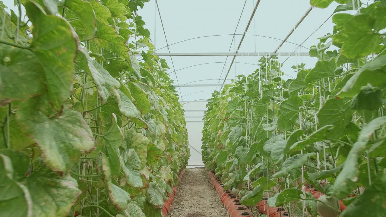 plantas de melón que crecen en un invernadero