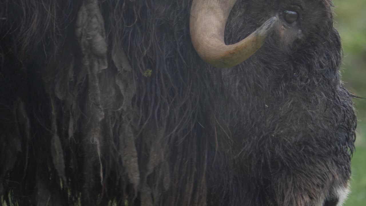 Nærbillede af en aggressiv moskusokse med imponerende horn.