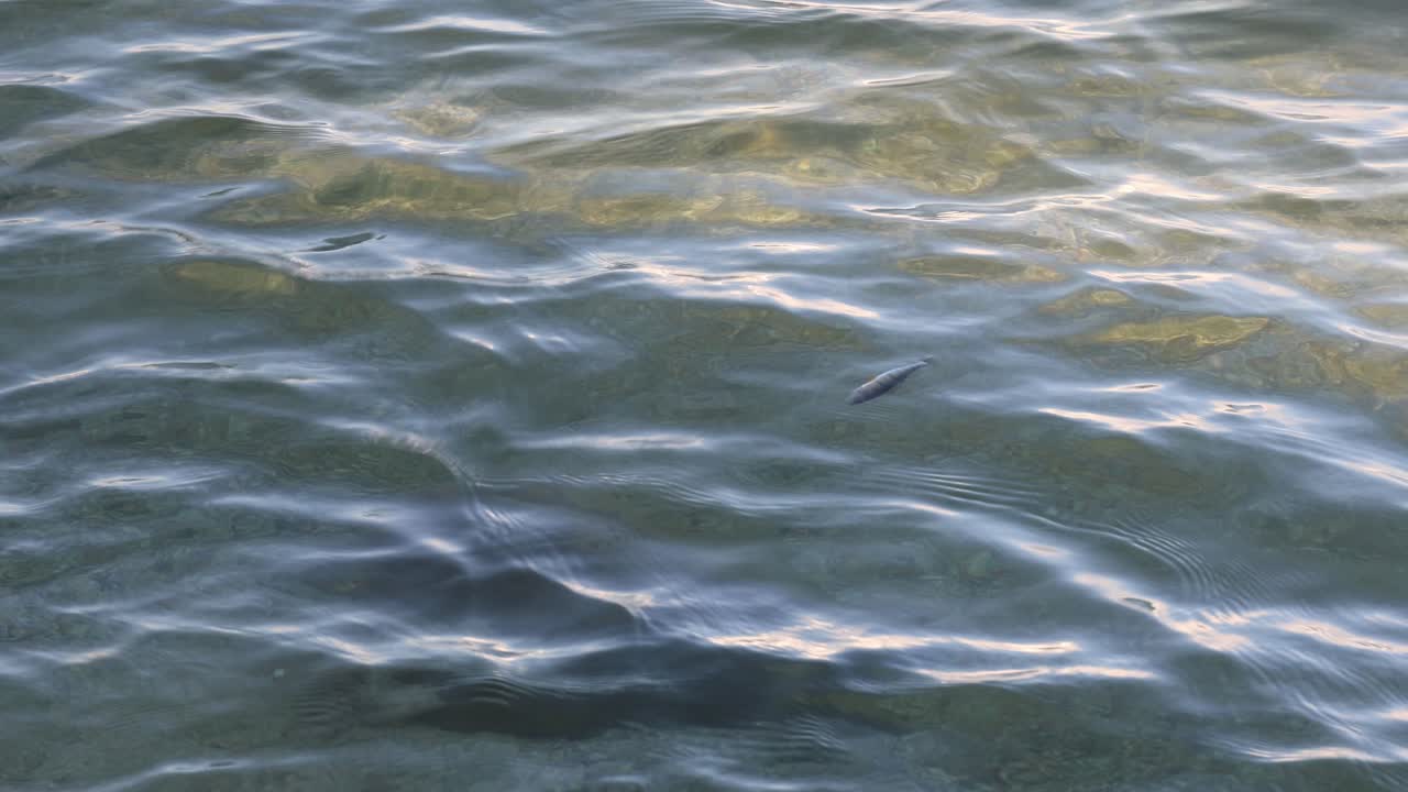 Dead fish floating on the water surface
