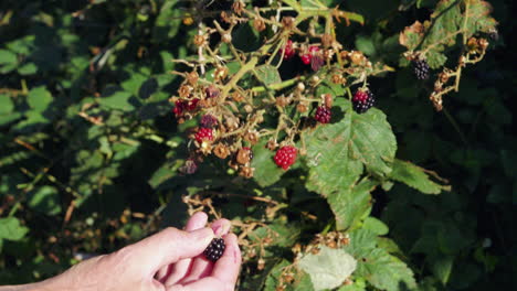 Mano-Masculina-Recogiendo-Moras-De-Un-Arbusto-A-La-Luz-Del-Sol,-Estática-Bloqueada