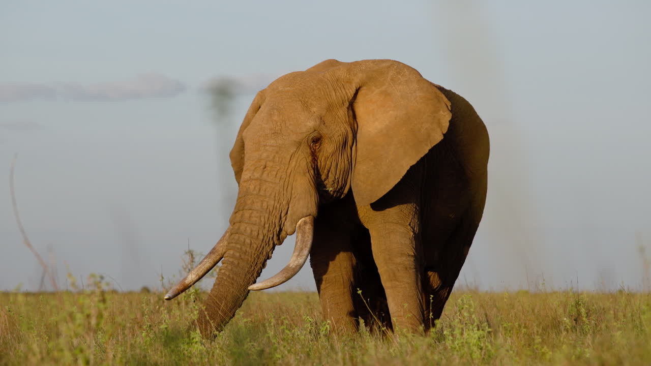 Bred parallax-gimbal af en afrikansk savanneelefant, der står