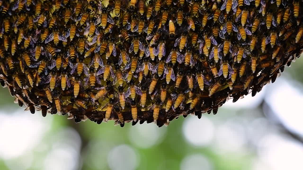 se sabe que las abejas melíferas gigantes construyen grandes colonias de nidos con bolsillos simétricos hechos de cera para almacenar miel como fuente de alimento.