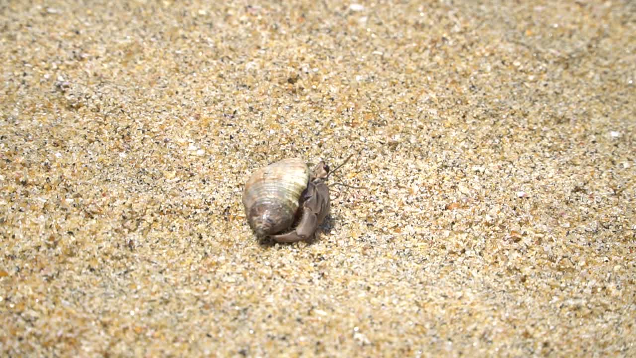 Hermit crab close-up coming out of shell on beach in Sayulita, Mexico