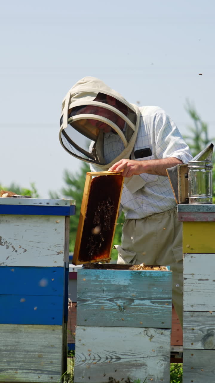 Calm industrious beekeeper working in his bee farm. Apiarist gathering useful propolis from frames using metal tool. Angry irritated bees flying around. Vertical video