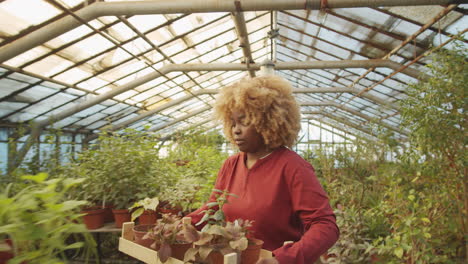 black woman working with plants in flower greenhouse