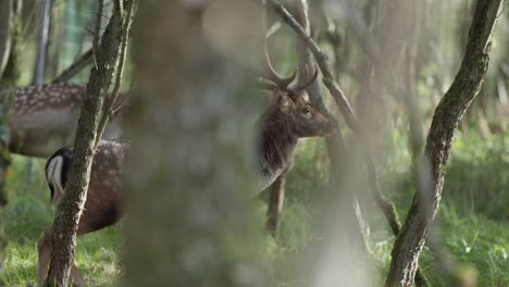 fallow deer in a forest