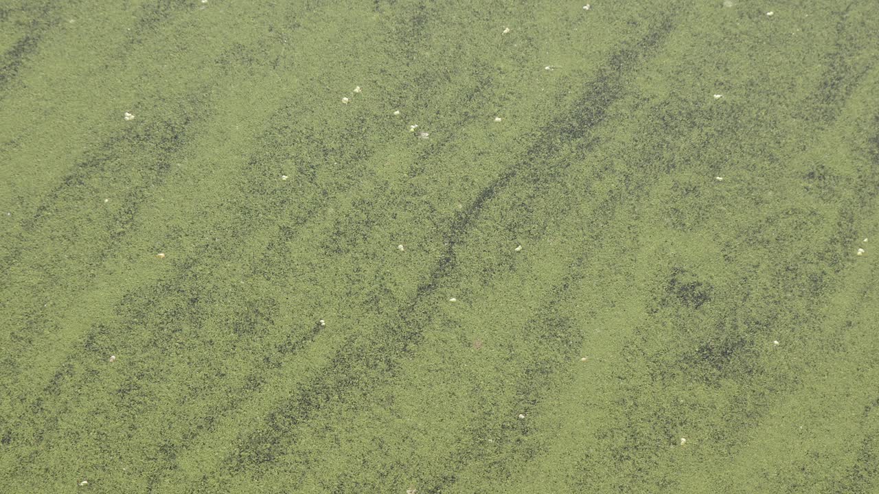 Nature ecology background, vibrant green algae bloom drifts in water