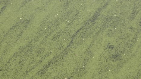 nature ecology background, vibrant green algae bloom drifts in water