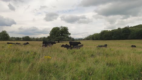 Black-cattle-relax,-graze-in-tall-grass-meadow-under-big-cloudy-sky