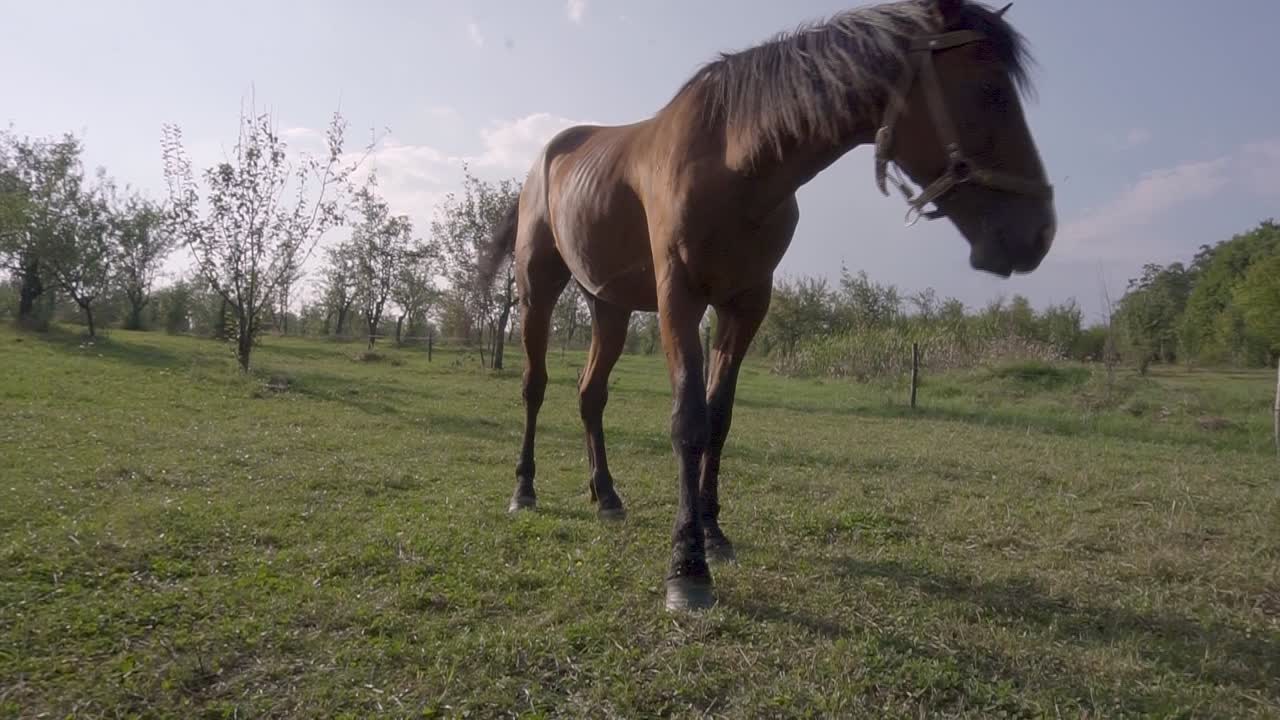 caballo alimentando hierba en un campo y moscas revoloteando alrededor de su cabeza
