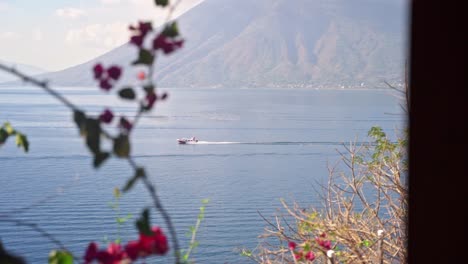 lake atitlan apartmen view, through flowers, of a boat passing across the lake in front of a volcano, guatemala, slow motion