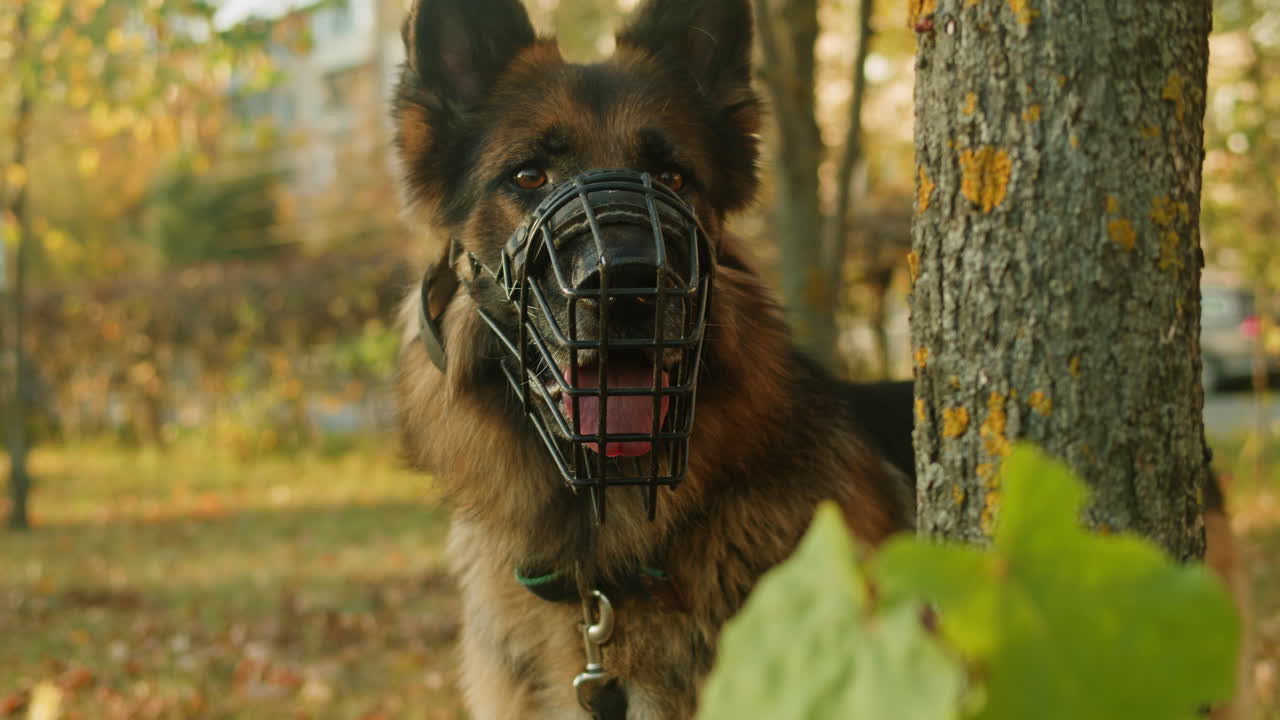 German Shepherd with Muzzle in Autumn Park