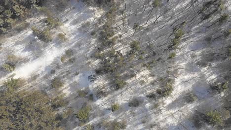 Imágenes-De-Drones-De-Bosque-Y-Nieve-En-Invierno