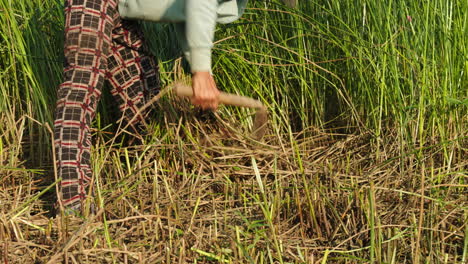 close up shot of a worker's hands mowing high grass as raw material to make traditional mattress in quang nam province, vietnam during evening time.