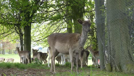 Fallow-Deer-Stand-Beside-Wire-Mesh-Fence-With-Herd-In-The-Background-In-Phoenix-Park,-Dublin,-Ireland