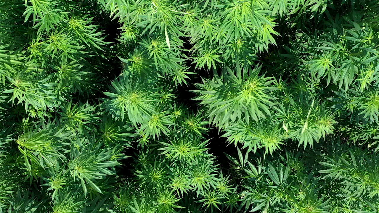 antena: toma de cámara hacia abajo de volar muy cerca de plantas de cáñamo o hierba de cannabis en un día soleado, filmada a 50 fps, cámara lenta