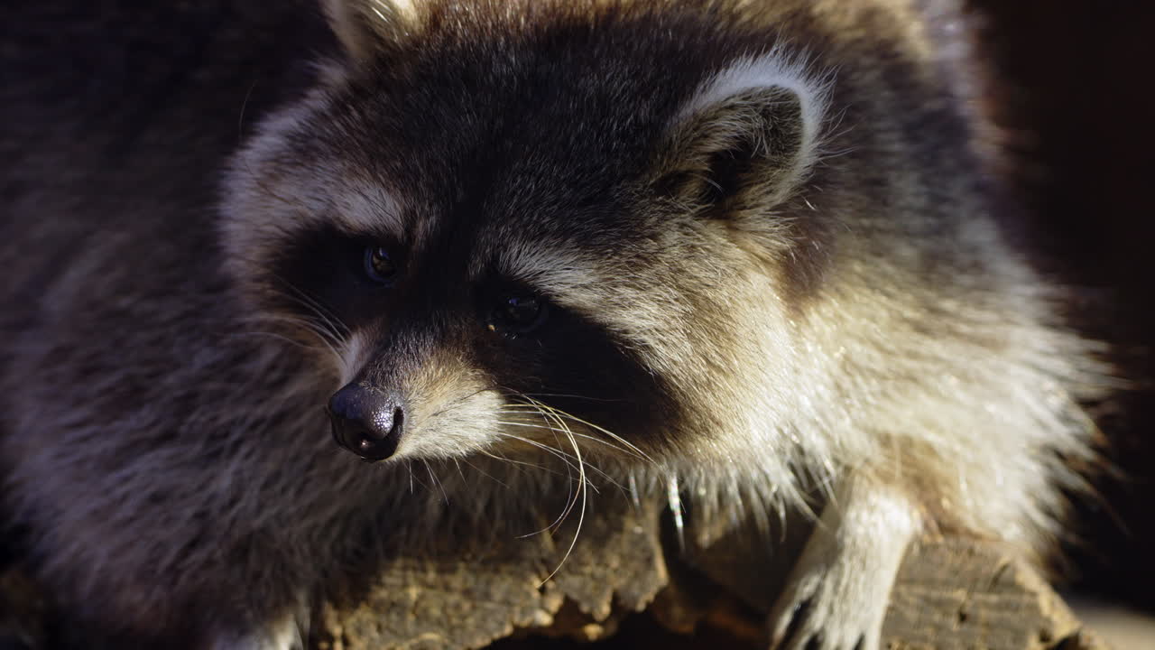 Raccoon Close-Up